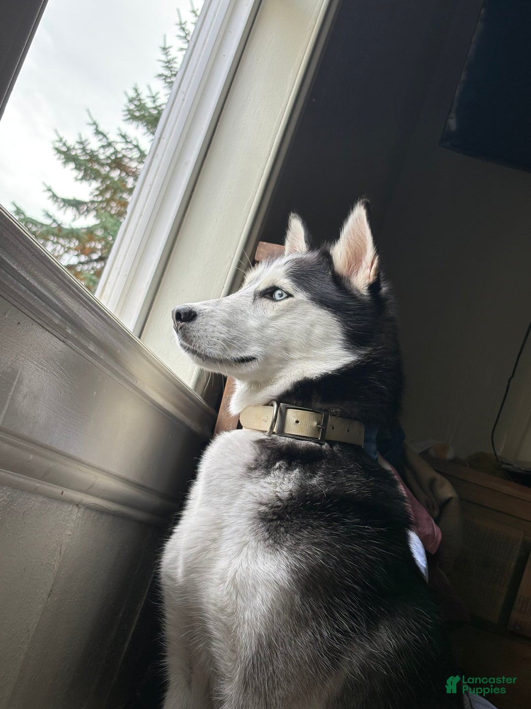 Mixed Breed dogs for sale: Rottsky Puppy 4 - Ad 3