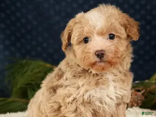 Havapoo dogs Tommy - Ad 10