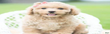 Sparkle AKC