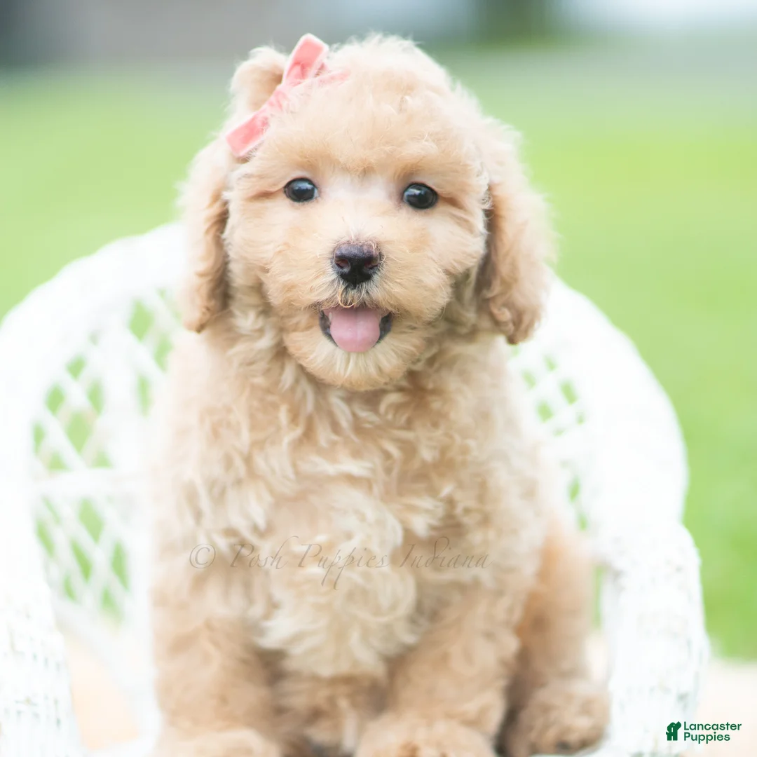 Toy Poodle dogs for sale: Sparkle AKC - Ad 1