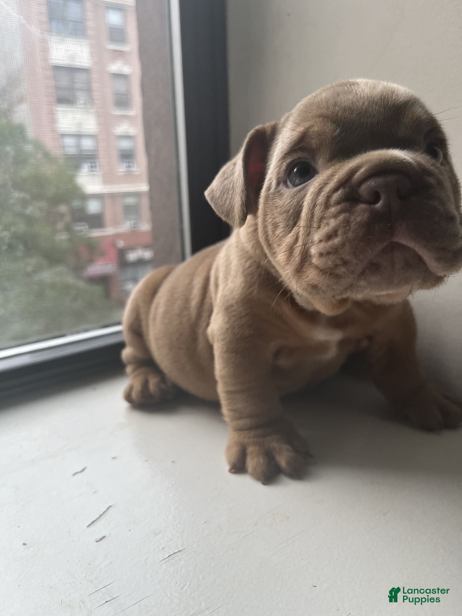 Mixed Breed dogs KING - Ad 2