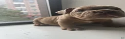 Mixed Breed dogs for sale: KING - Ad 8