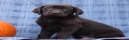 Labrador Retriever dogs for sale: Judson  - Ad 1