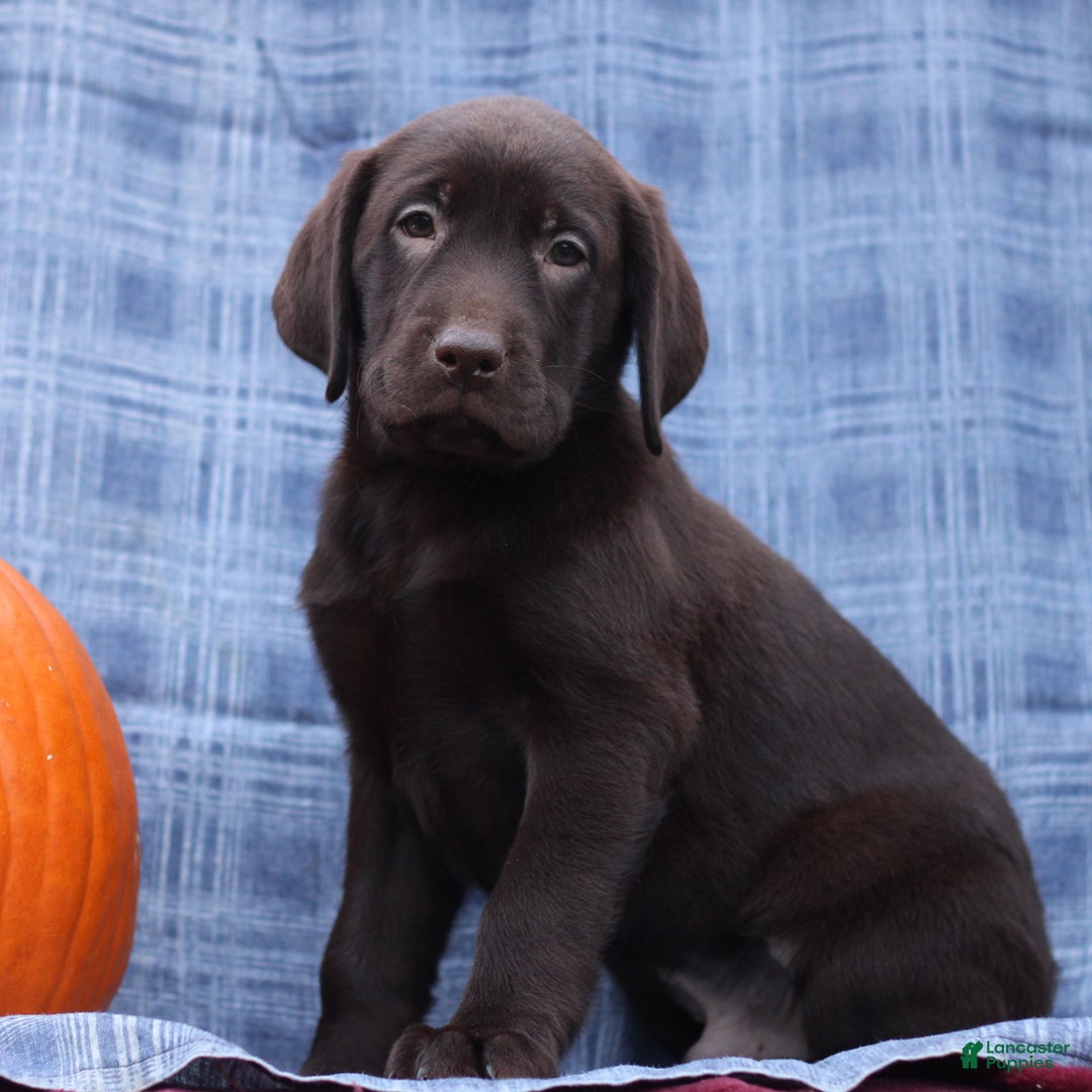 Labrador Retriever dogs for sale: Judson  - Ad 1