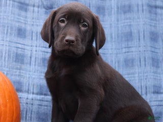 Labrador Retriever dogs Judson - Ad 28
