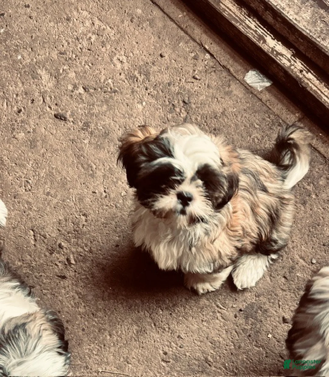 Shih Tzu dogs for sale:  Rocky - Ad 2