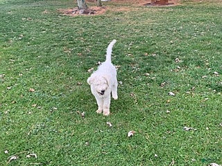 Goldendoodle dogs Hope - Ad 8