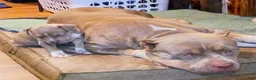 American Bully dogs for sale: American Bully 1 - Ad 5