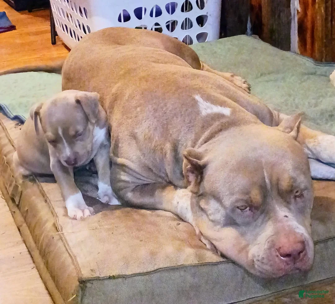 American Bully dogs for sale: American Bully 1 - Ad 5