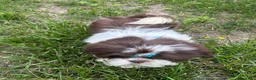 Shih Tzu dogs for sale: Weston - Ad 4
