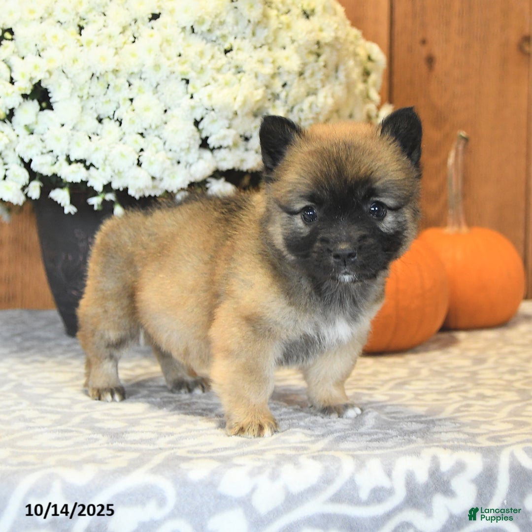 Mixed Breed dogs for sale: Lance  - Ad 2