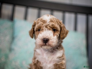 Miniature Poodle dogs - Ad 33