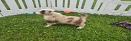 Toy Australian Shepherd dogs for sale: Boy 2 - Ad 2