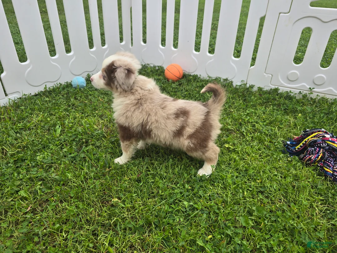 Toy Australian Shepherd dogs for sale: Boy 2 - Ad 2