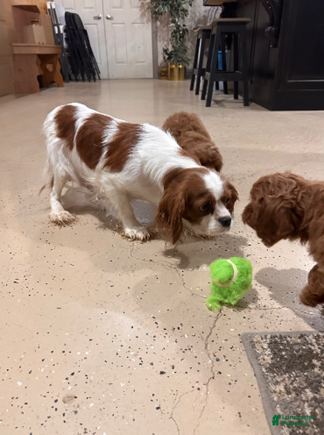 Cavapoo dogs for sale: Hazel- POTTY TRAINING NOW - Ad 5