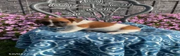 Jack Russell Terrier dogs for sale: Daisy - Ad 3