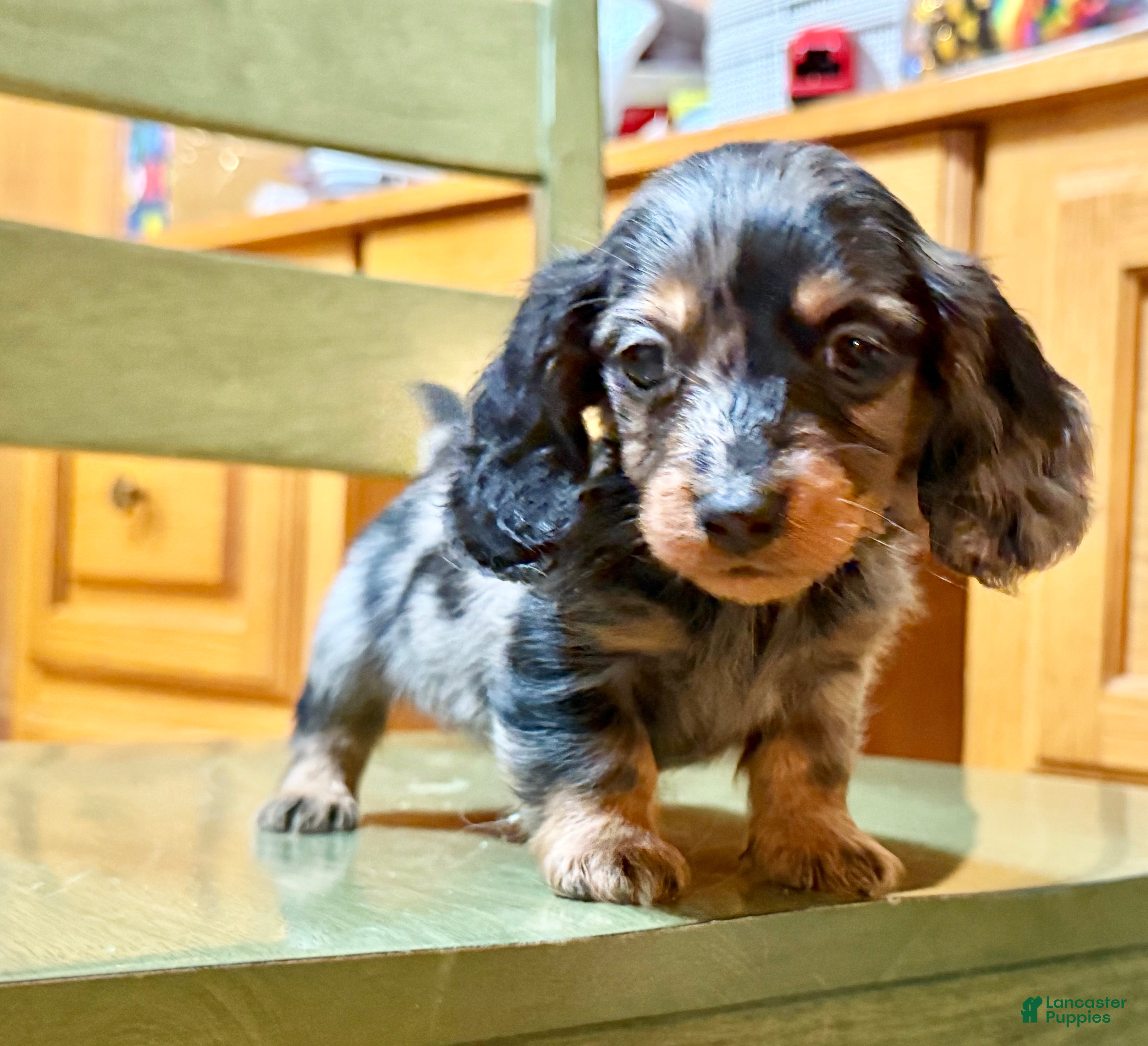 Dachshund dogs Standard black and tan dapple - Ad 42