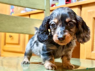 Dachshund dogs Standard black and tan dapple - Ad 42