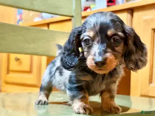 Dachshund dogs Standard black and tan dapple - Ad 40