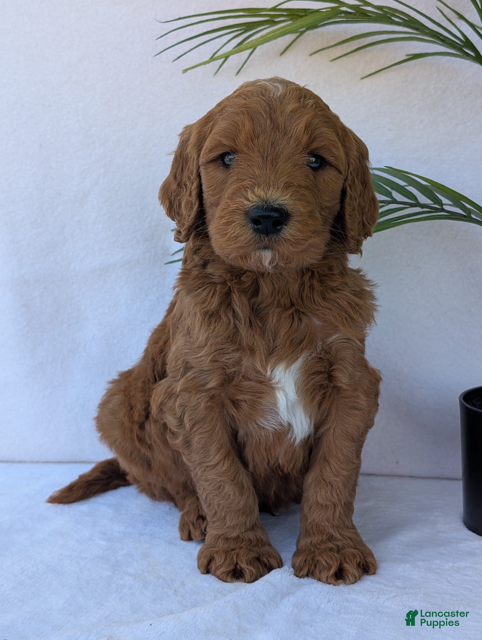Goldendoodle dogs Marlo  - Ad 28