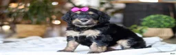 Bernedoodle dogs for sale: Goldilocks - Ad 2