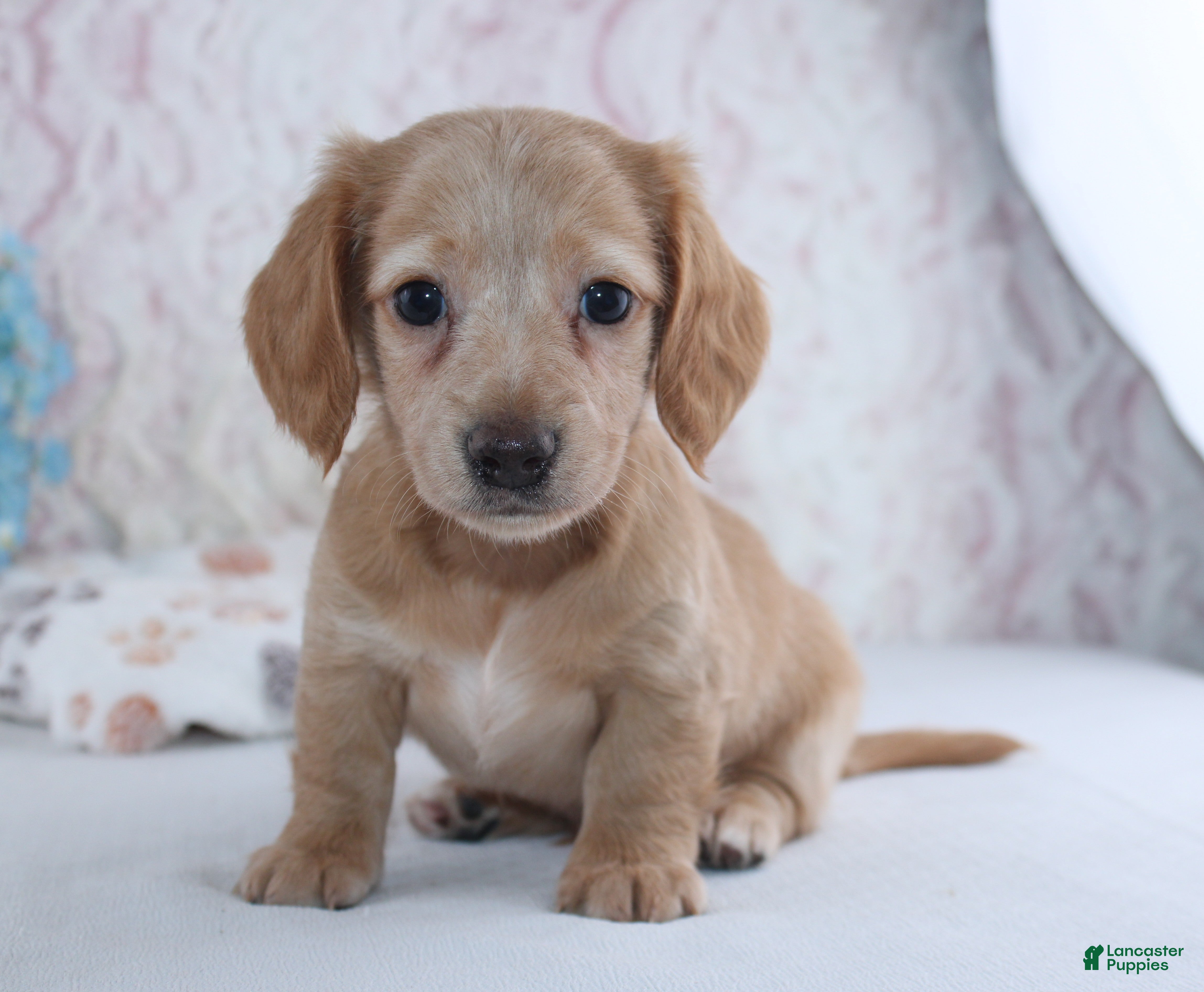 Miniature Dachshund dogs Hadley - Ad 1