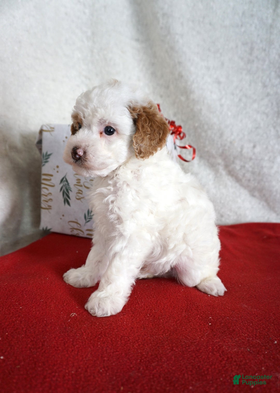 Toy Poodle dogs for sale: Freckles - Ad 5