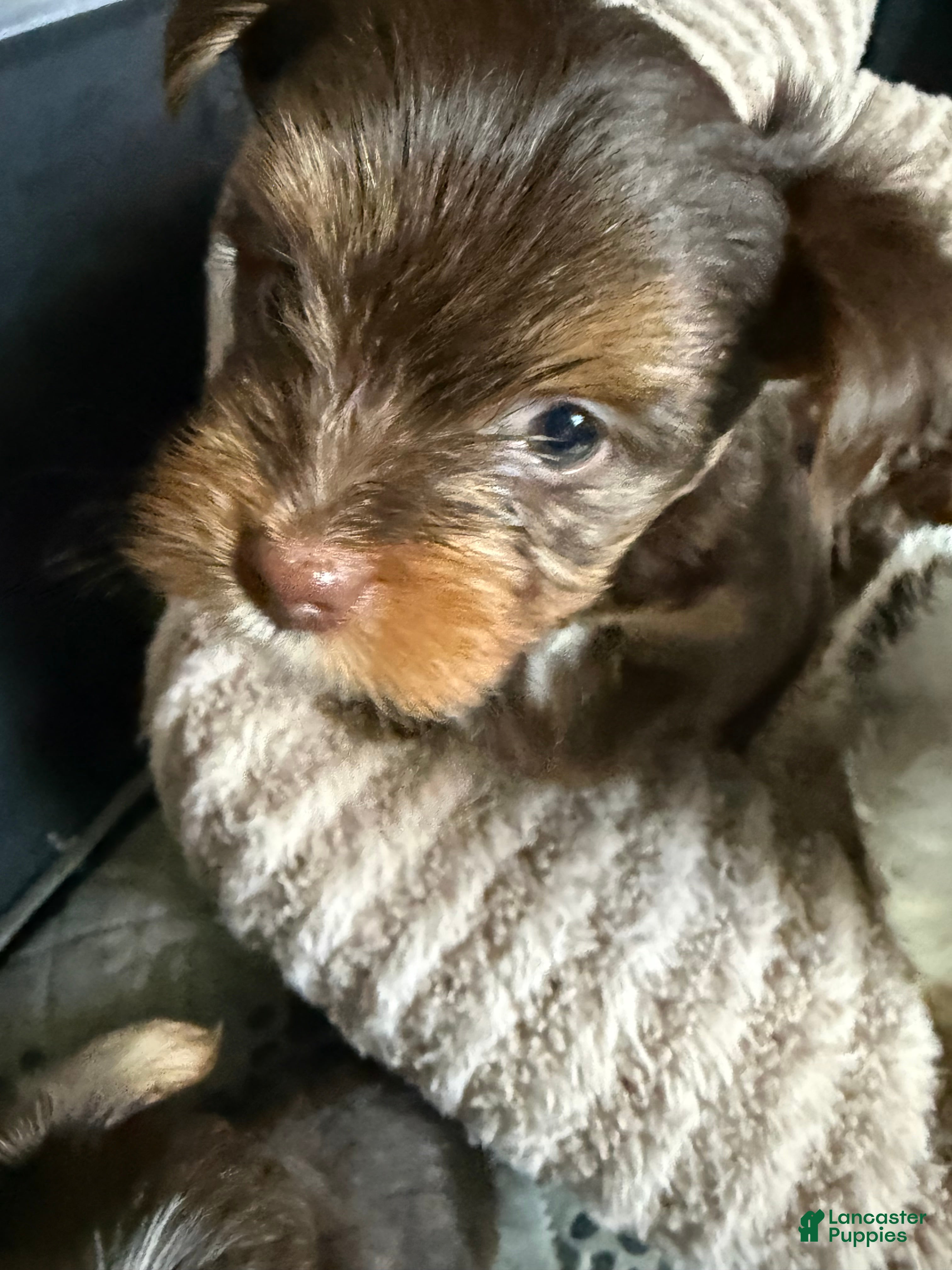 Yorkshire Terrier dogs Twix  - Ad 2