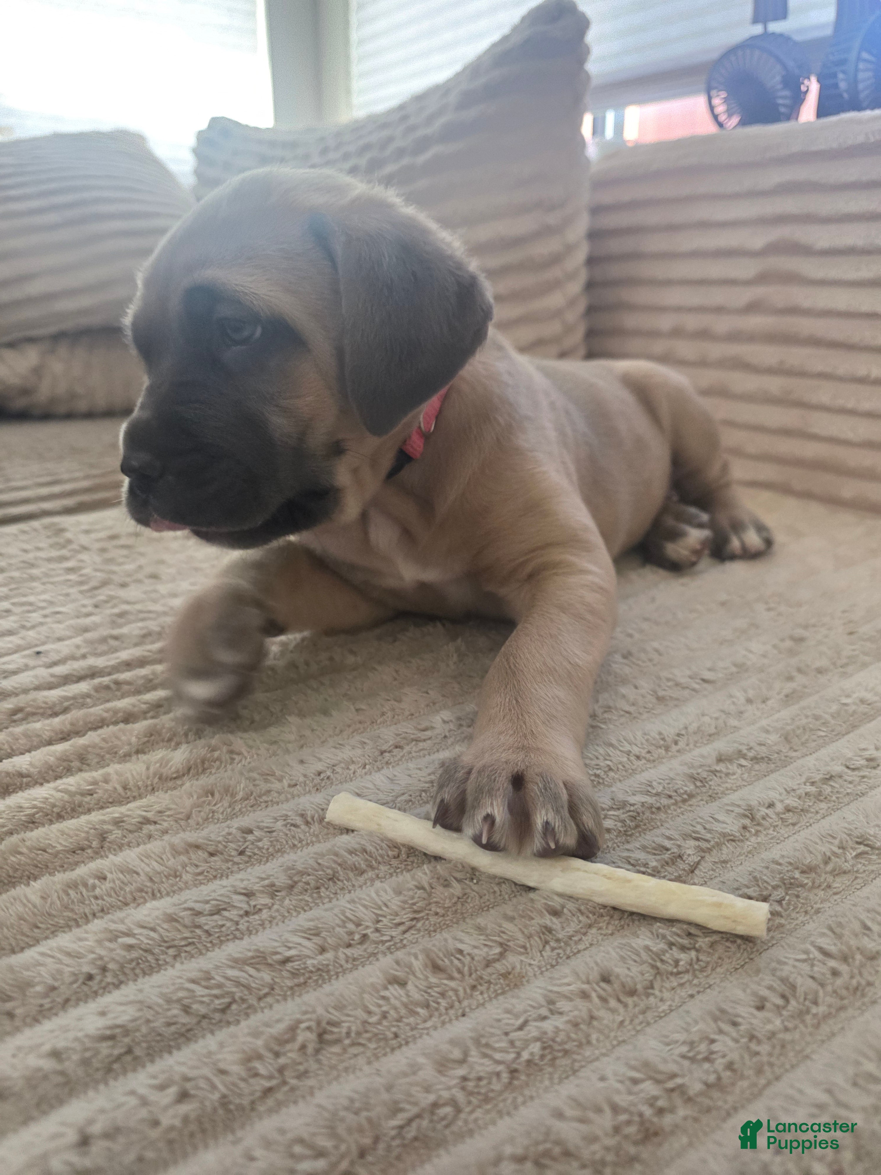 Cane Corso dogs Cane Corso Puppy 2 - Ad 1