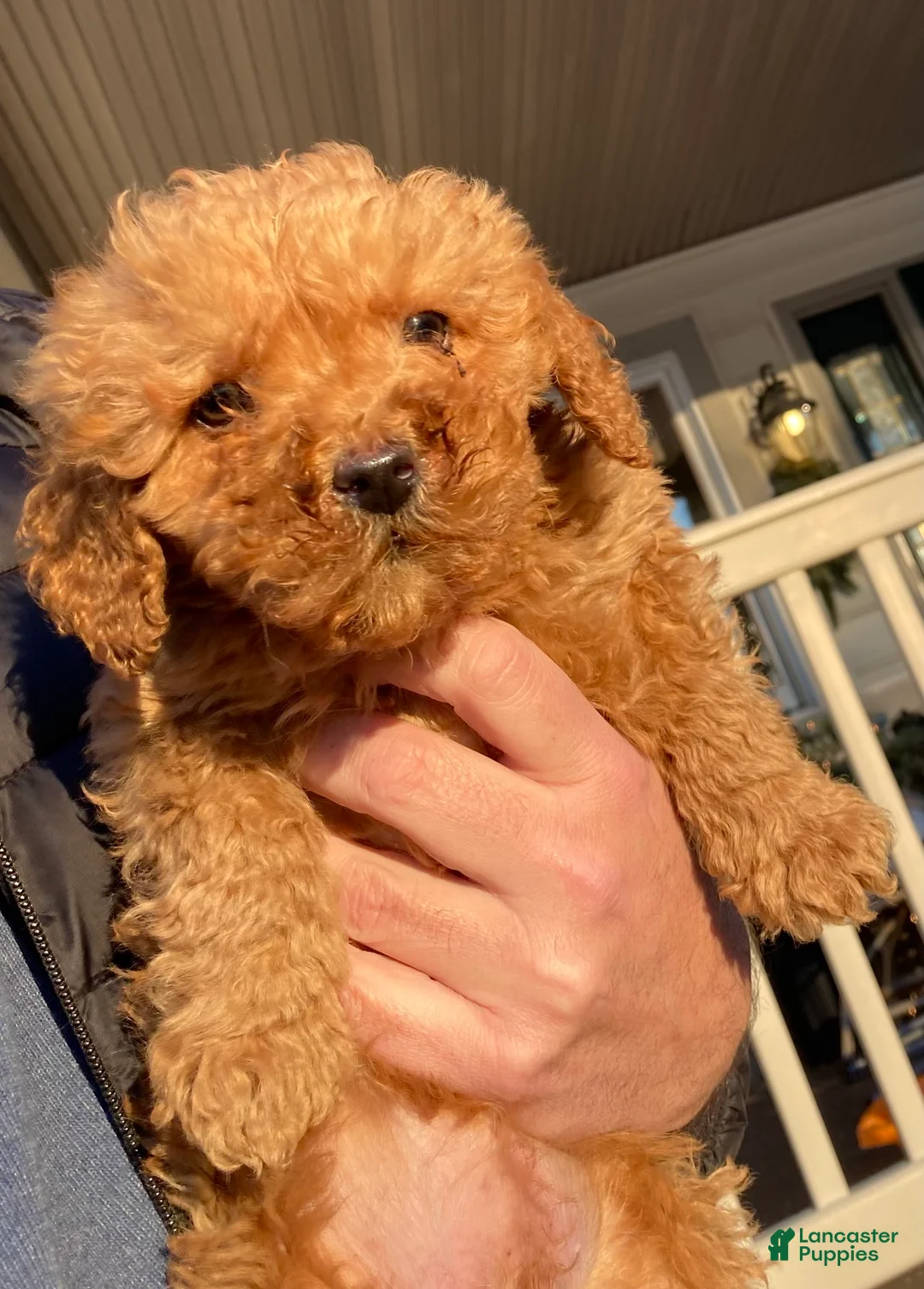 Labradoodle dogs for sale: Puppy - Ad 3
