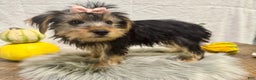 Yorkshire Terrier dogs for sale: Tarza - Ad 3