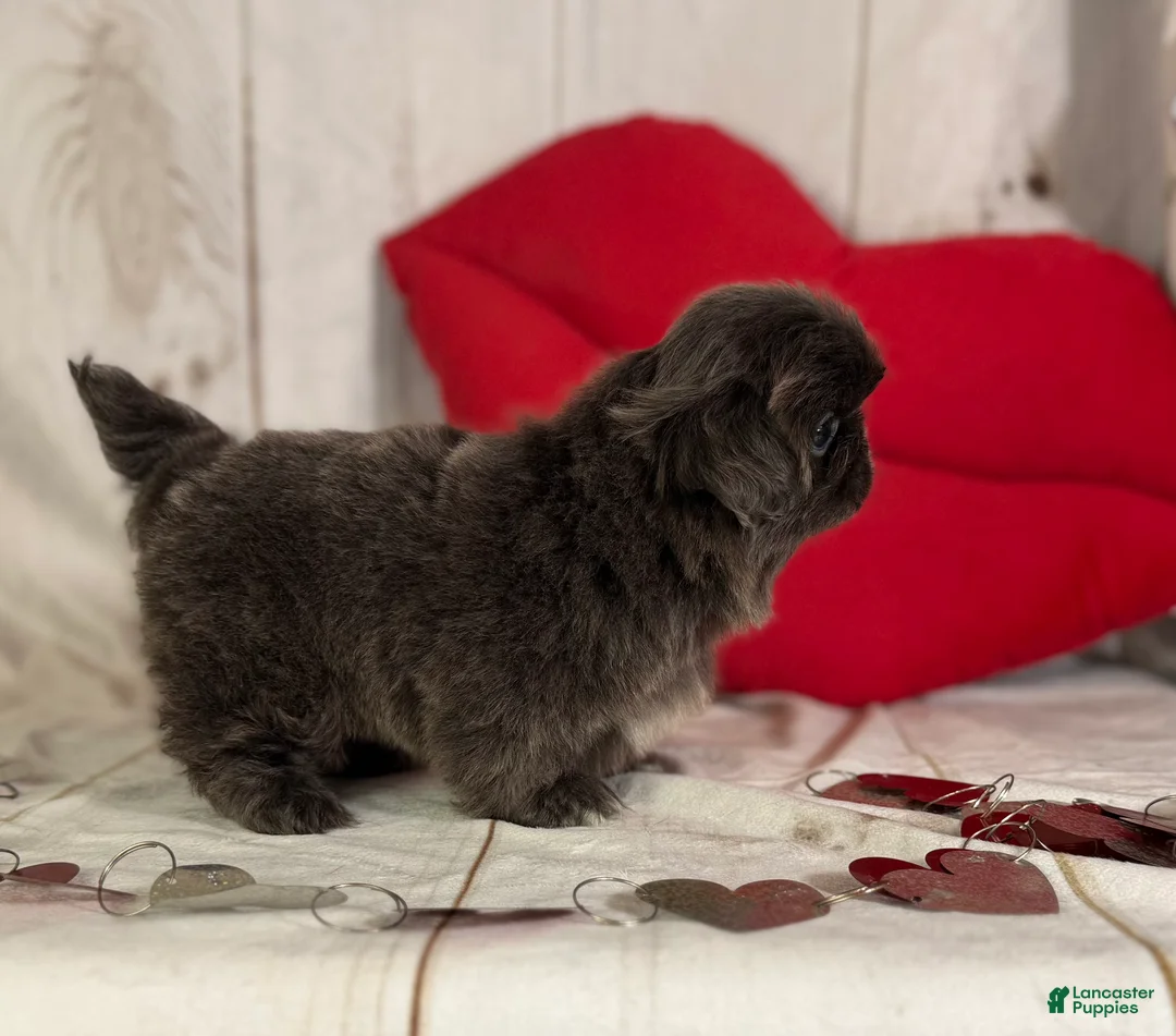 Pekingese dogs for sale: Akc DNA OFA Blue boots  - Ad 19