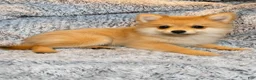 Pomeranian dogs for sale: Misty - Ad 3