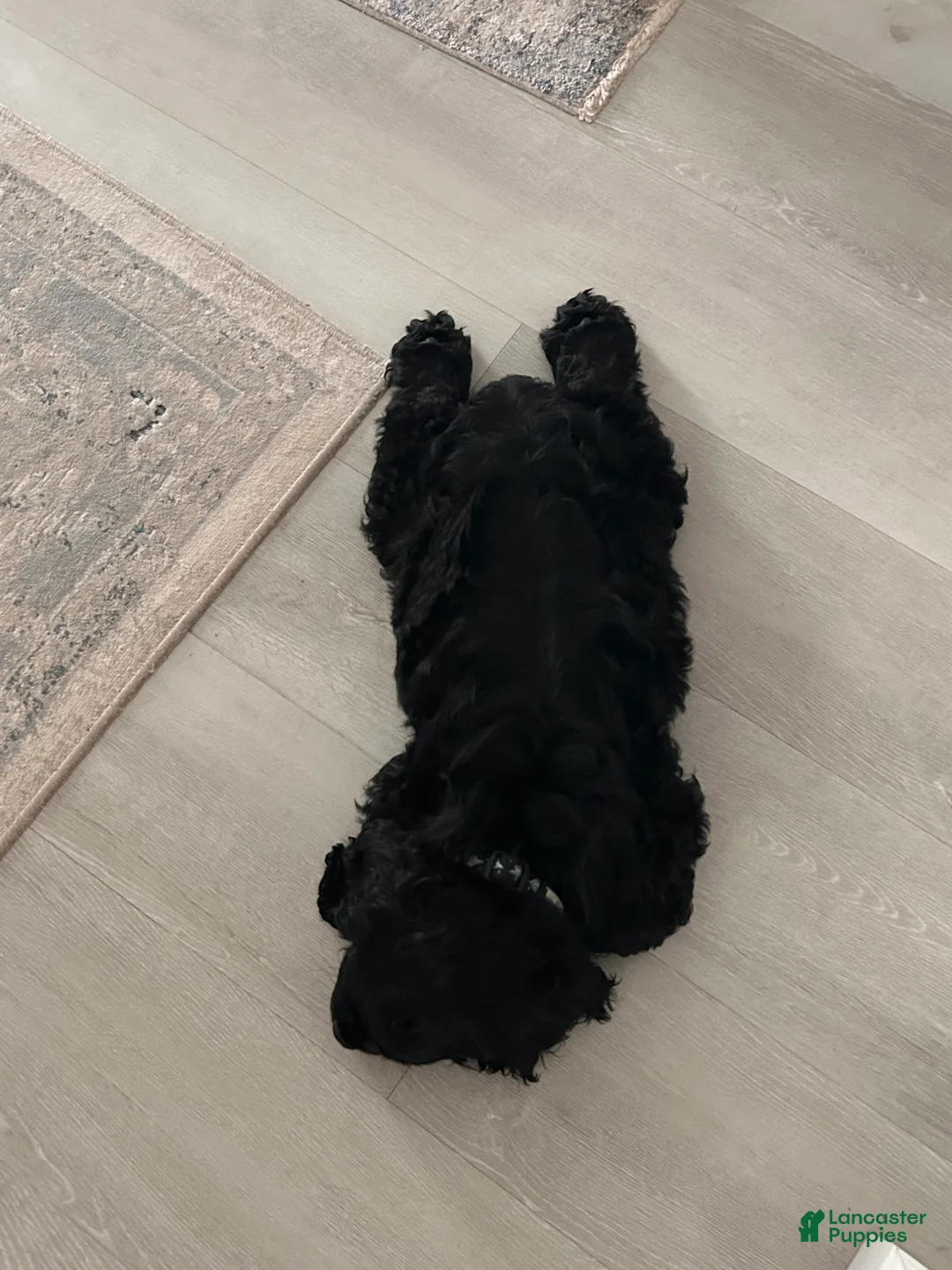 Cocker Spaniel dogs for sale: “Bark” Vader - Ad 3