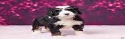 Bernedoodle dogs for sale: Ginger - Ad 2