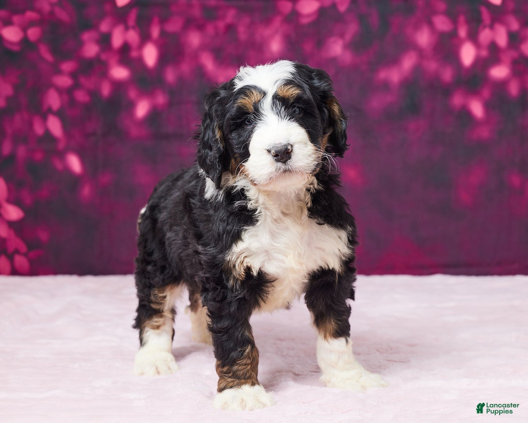 Bernedoodle dogs for sale: Ginger - Ad 2