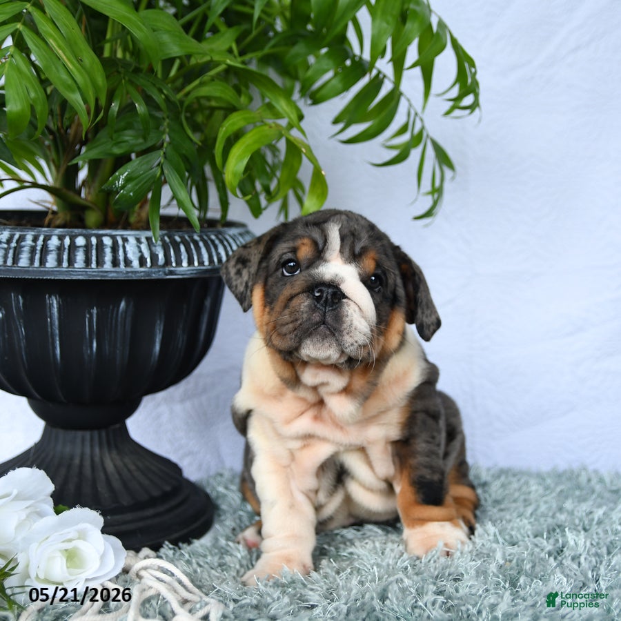 English Bulldog dogs Saffron - Ad 2