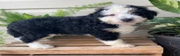 Mini Bernedoodle dogs for sale: Buddy- mini/medium - Ad 3