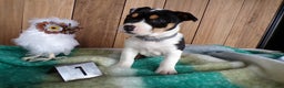 Jack Russell Terrier dogs for sale: Jack Russell Terrier Puppy 1 Jacko - Ad 3