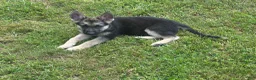 German Shepherd dogs for sale: German Shepherd 1 - Ad 4