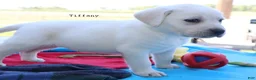 Labrador Retriever dogs for sale: Tiffany - Champ lines - Ad 3