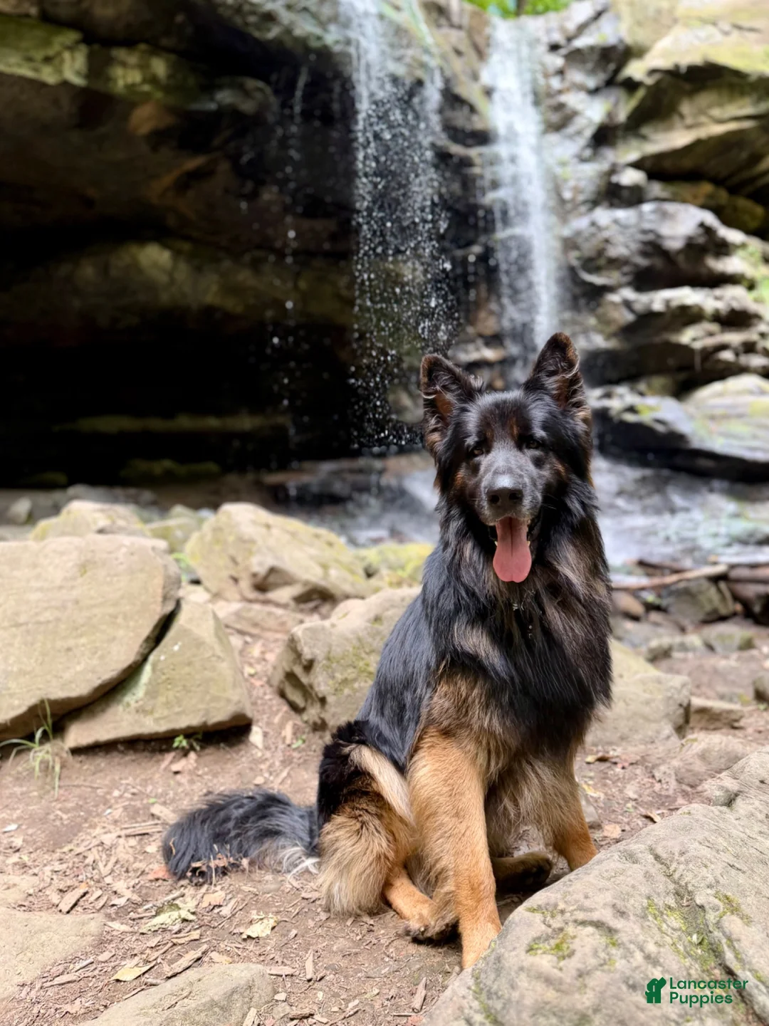 German Shepherd dogs for sale: Raven - Ad 5