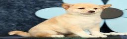 Shiba Inu dogs for sale: Kelsey - Ad 7