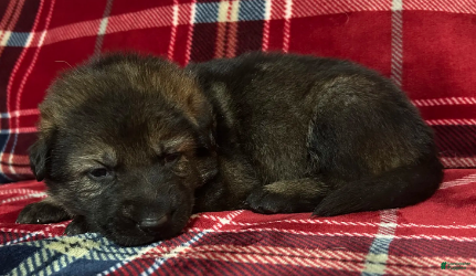 German Shepherd dogs Willow/Cody Teal - Ad 1
