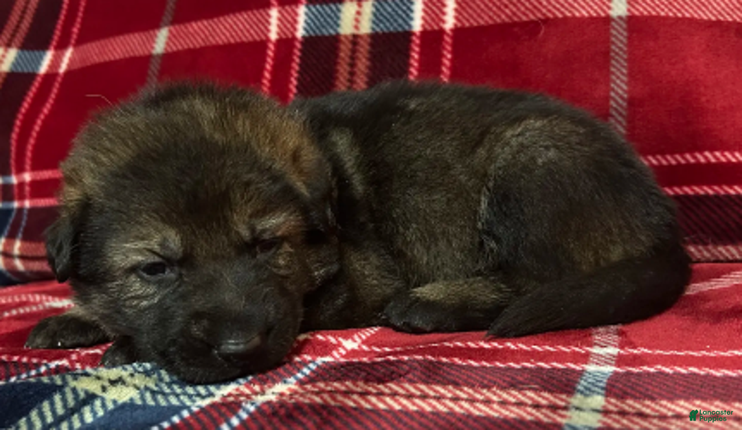 German Shepherd dogs for sale: Willow/Cody Teal - Ad 1