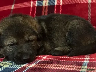 German Shepherd dogs Willow/Cody Teal - Ad 35