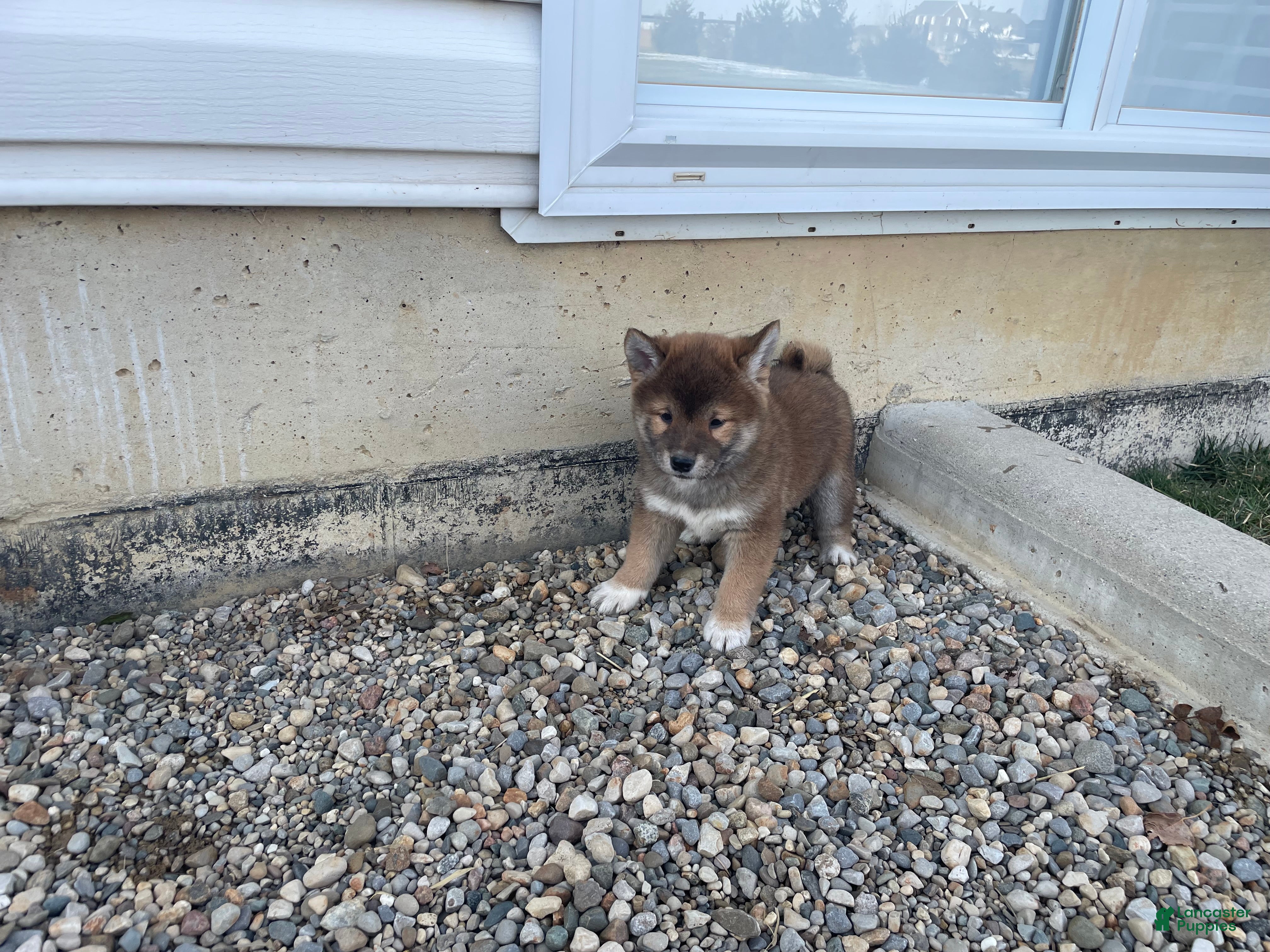 Shiba Inu dogs Tigger Shiba Inu Puppy 4 - Ad 4