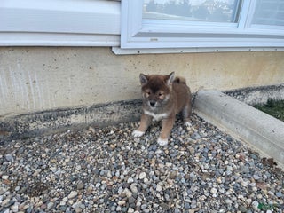 Shiba Inu dogs Tigger Shiba Inu Puppy 4 - Ad 4