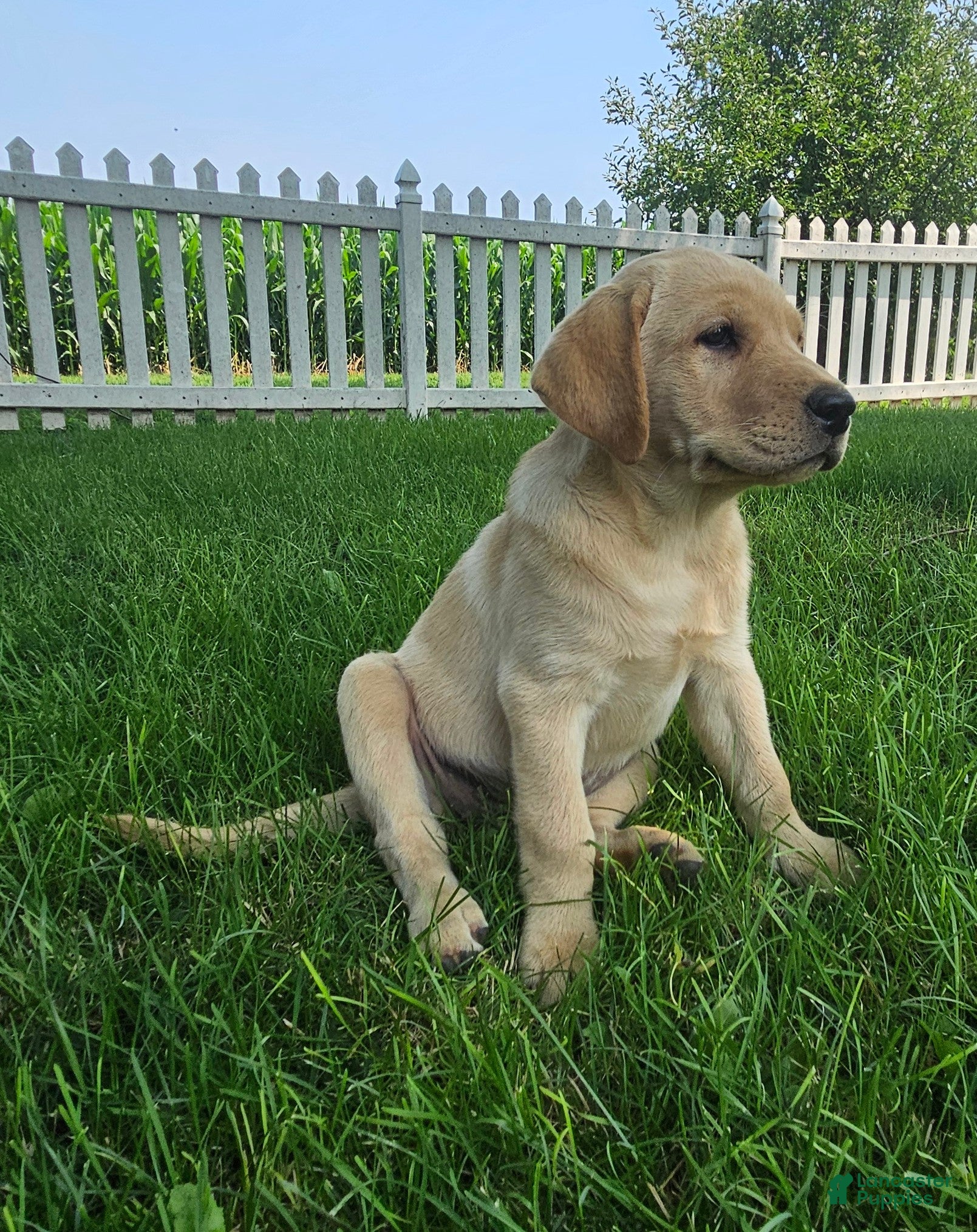 Goldador dogs LISA - Ad 1