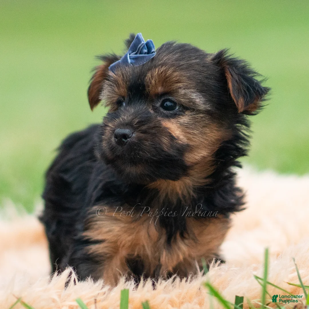 Yorkshire Terrier dogs for sale: Bugatti - Ad 2